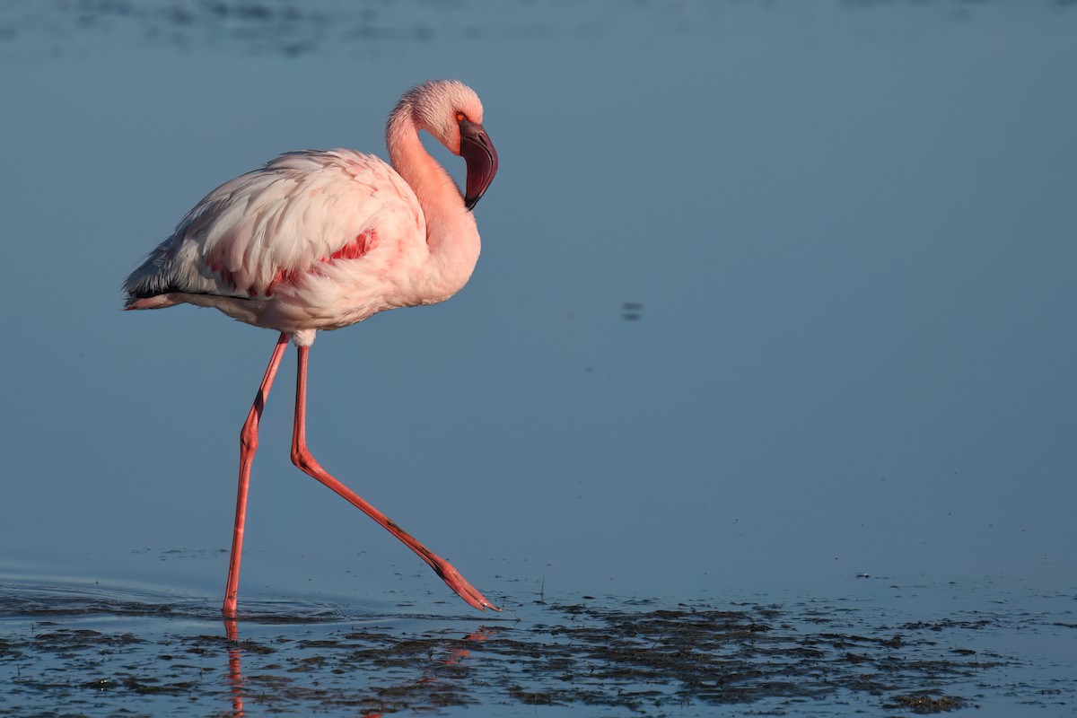 Lesser Flamingo - ML620222114