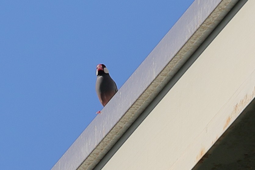 Java Sparrow - ML620222117