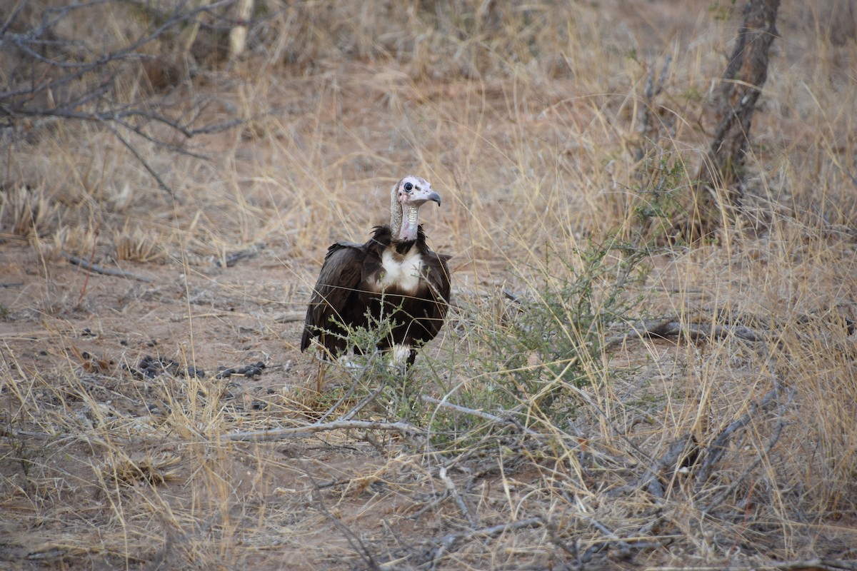 Hooded Vulture - ML620222120