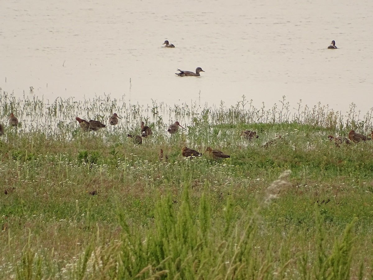 Black-tailed Godwit - ML620222122