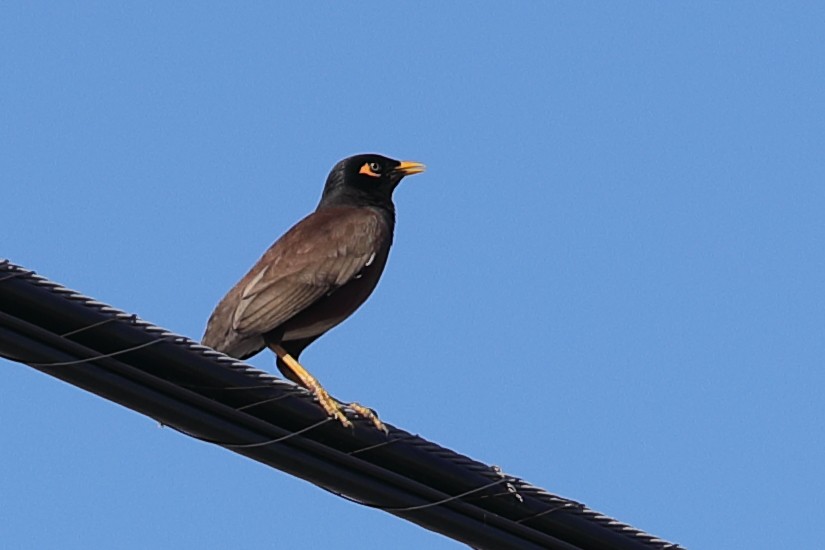 Common Myna - ML620222128