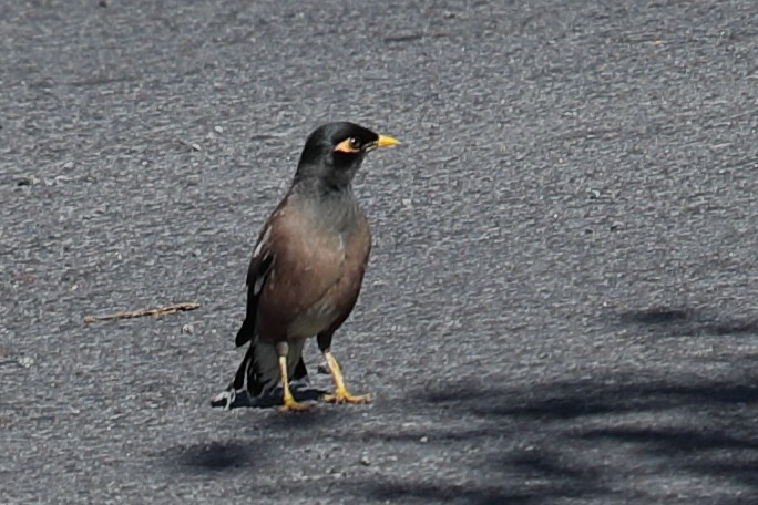 Common Myna - ML620222129