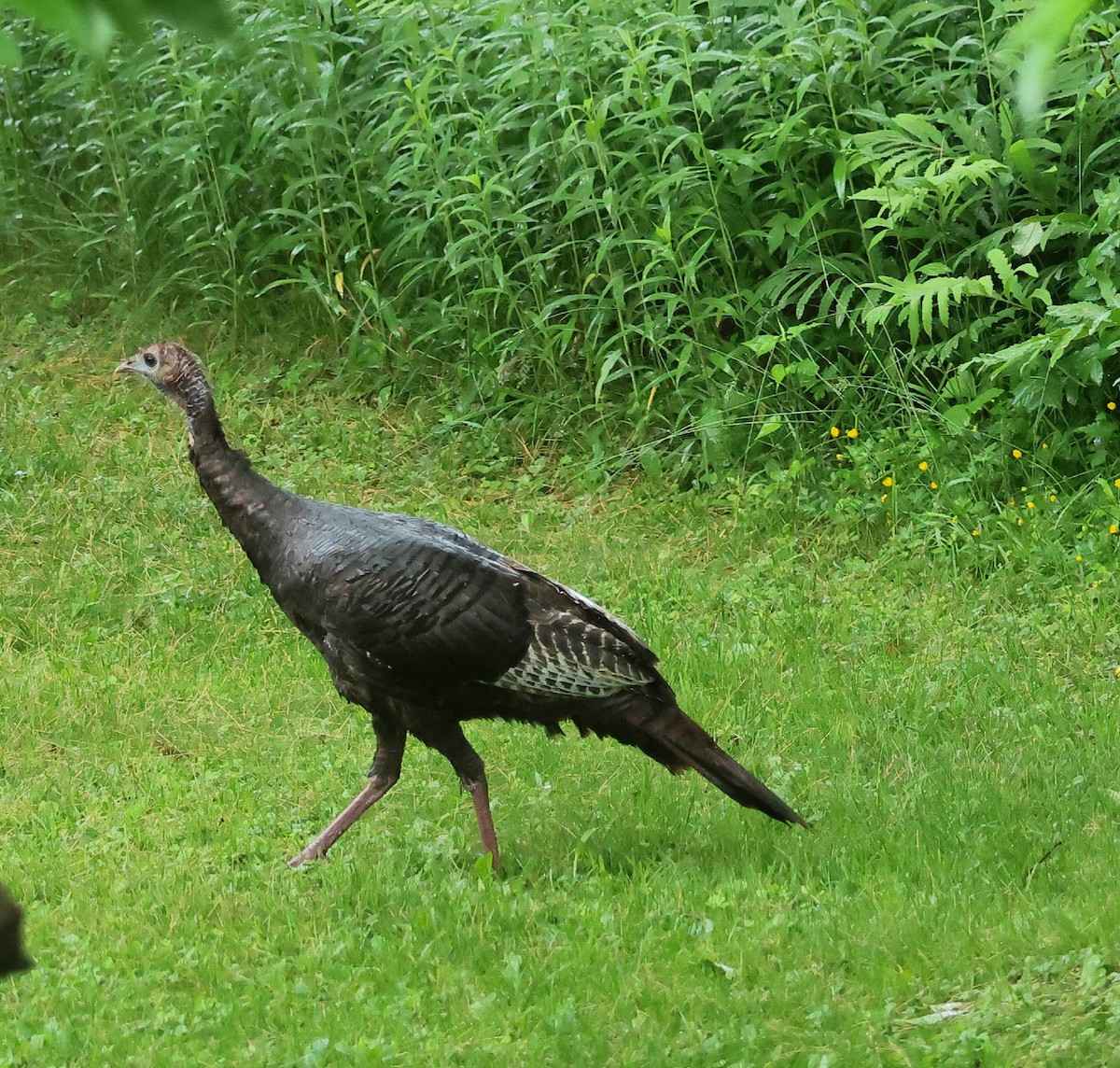 Wild Turkey - ML620222132