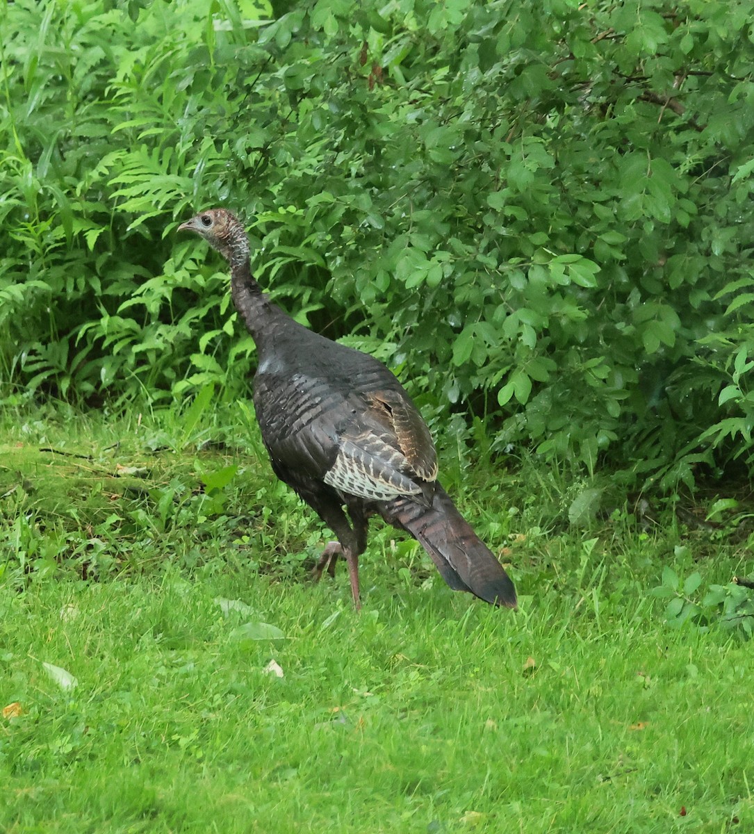 Wild Turkey - ML620222133