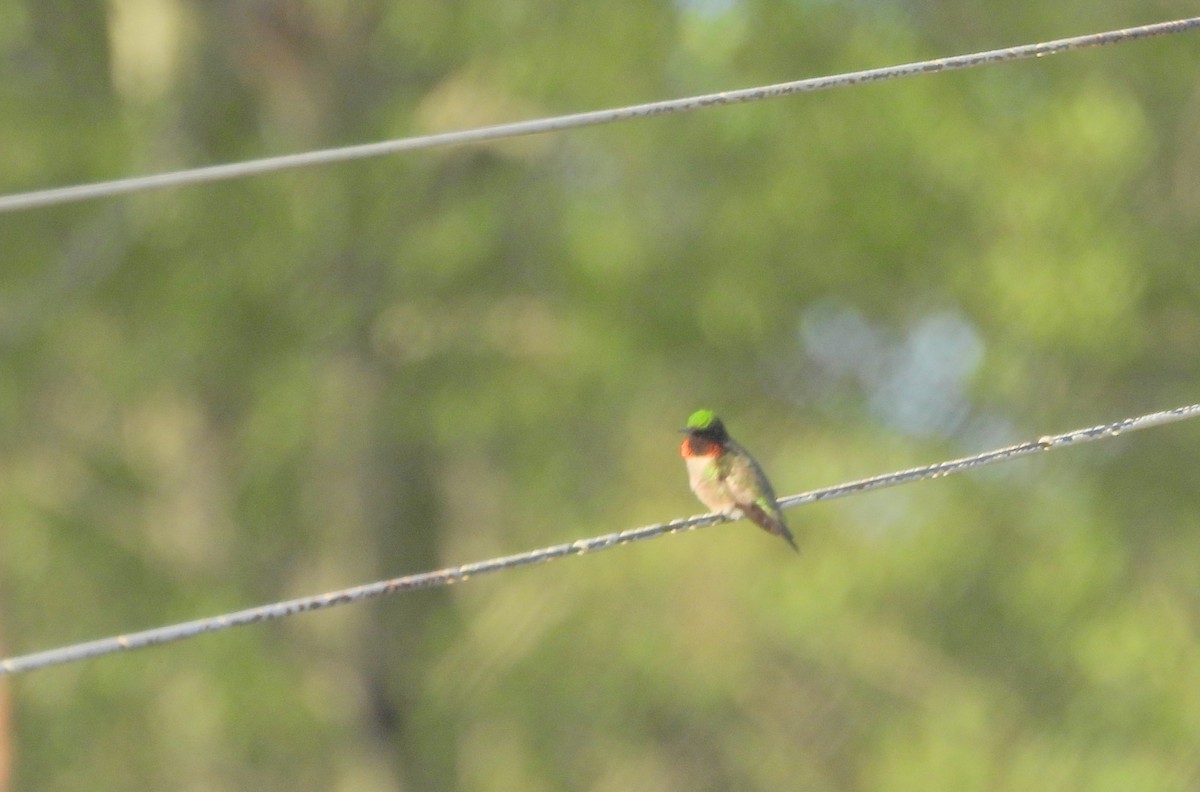 Ruby-throated Hummingbird - ML620222138