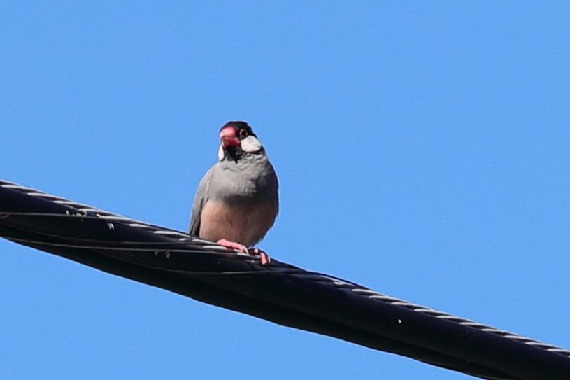 Java Sparrow - ML620222141