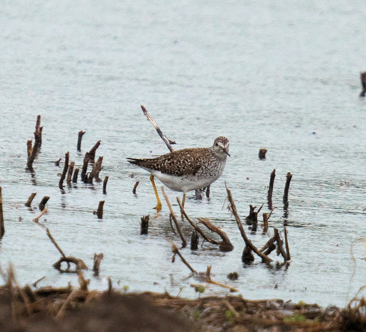 Lesser Yellowlegs - ML620222143