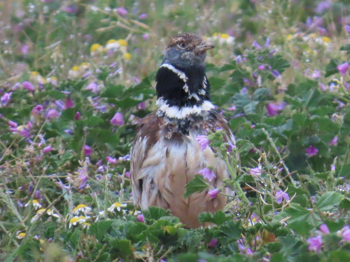 Little Bustard - ML620222151