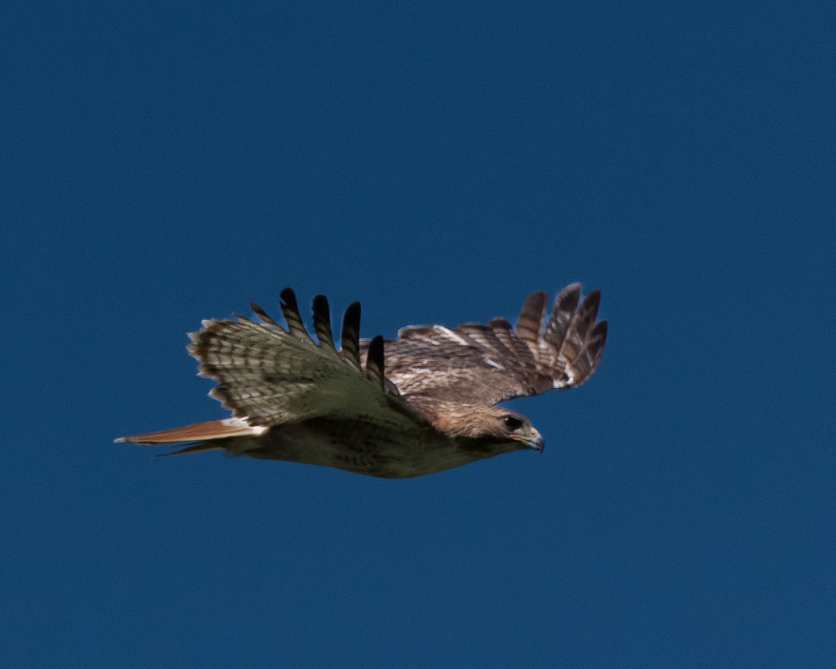 Red-tailed Hawk - ML620222153