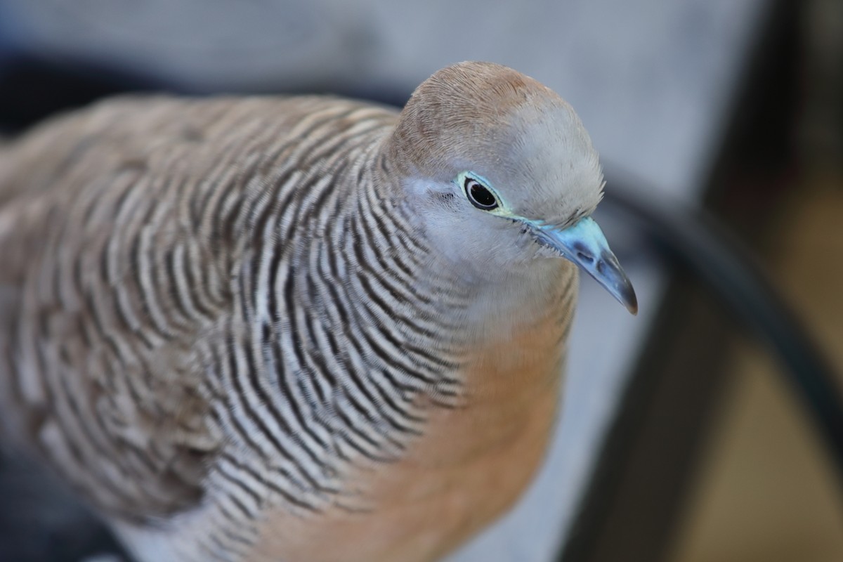 Zebra Dove - ML620222157