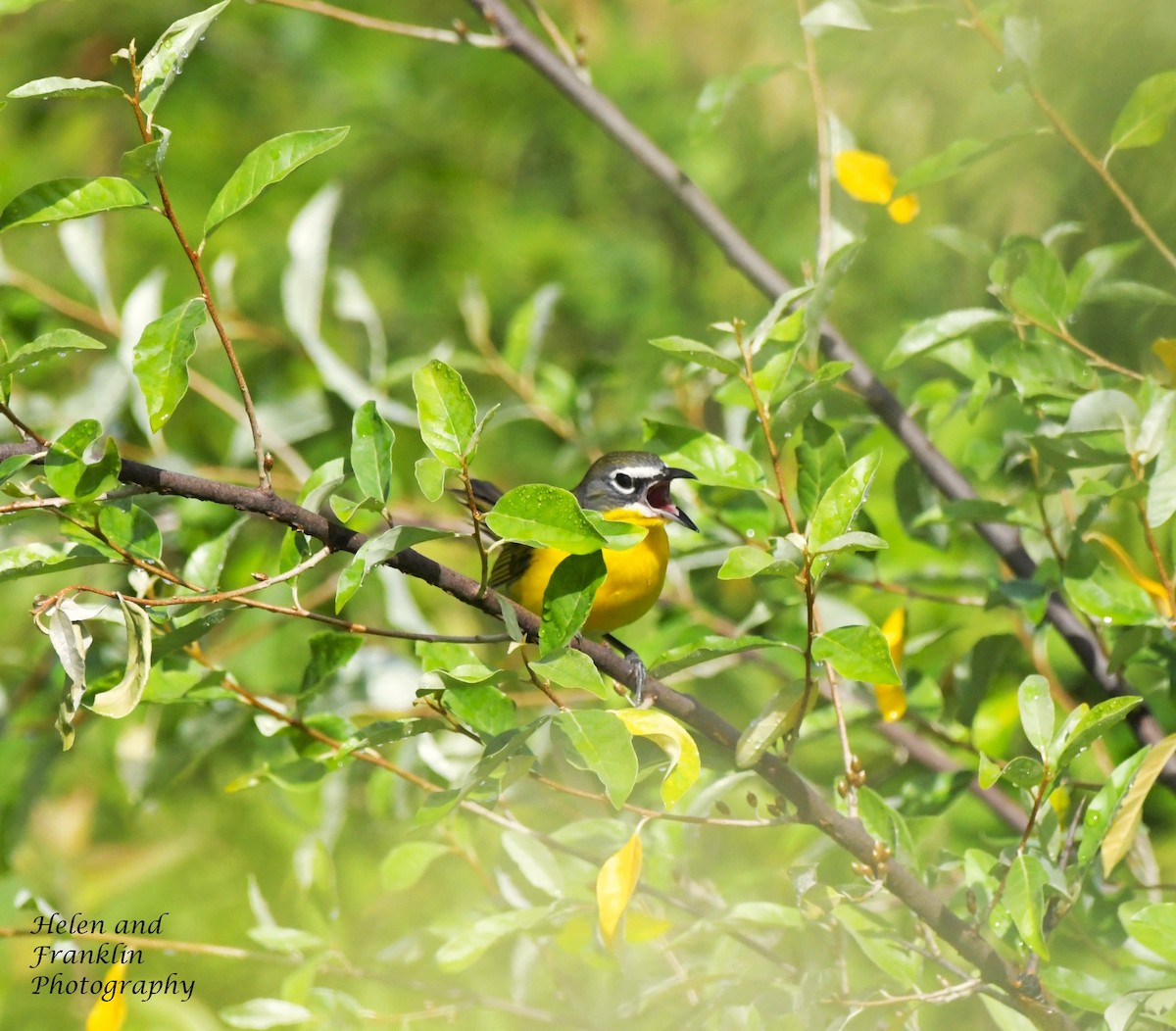 Yellow-breasted Chat - ML620222159