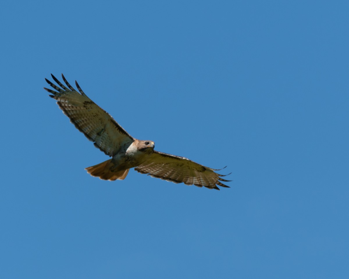 Red-tailed Hawk - ML620222164