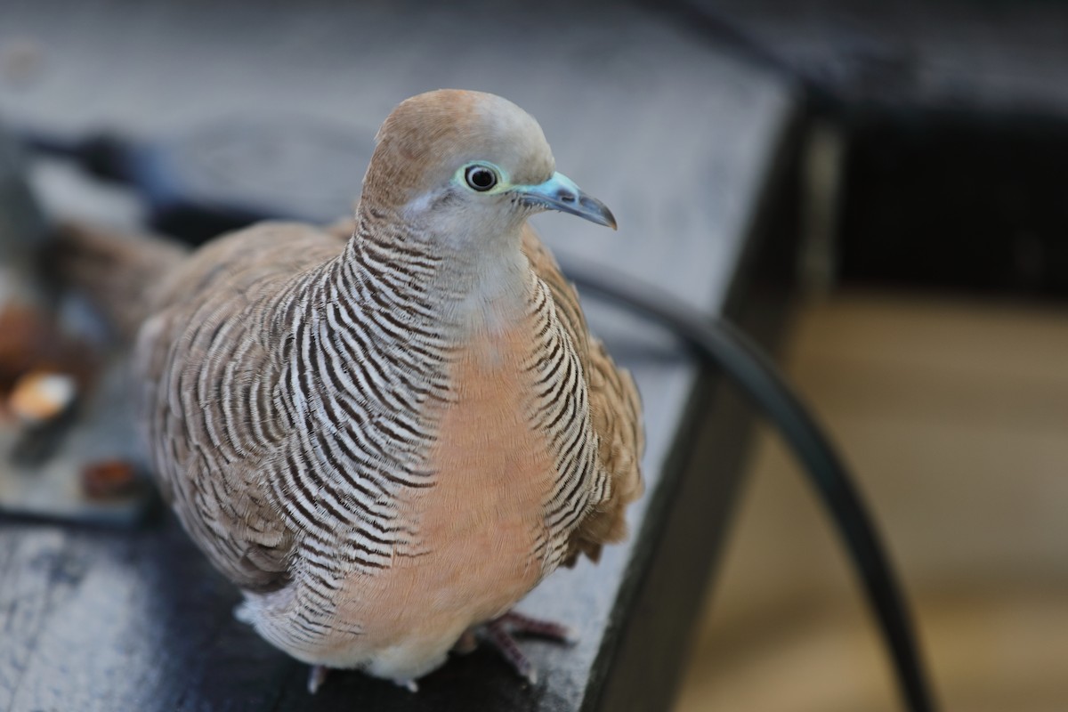 Zebra Dove - ML620222165