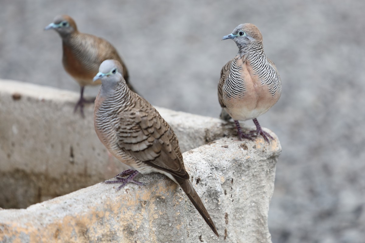 Zebra Dove - ML620222166