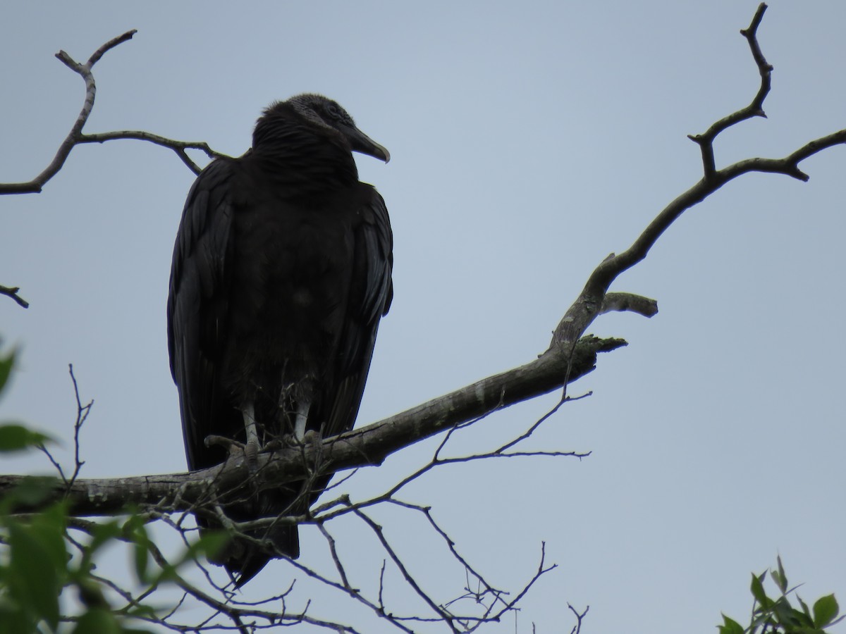 Black Vulture - ML620222169