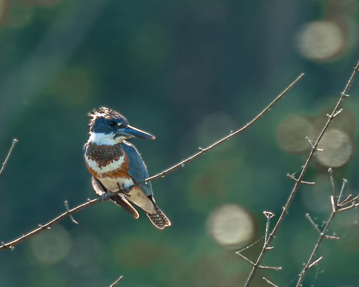 Belted Kingfisher - ML620222170