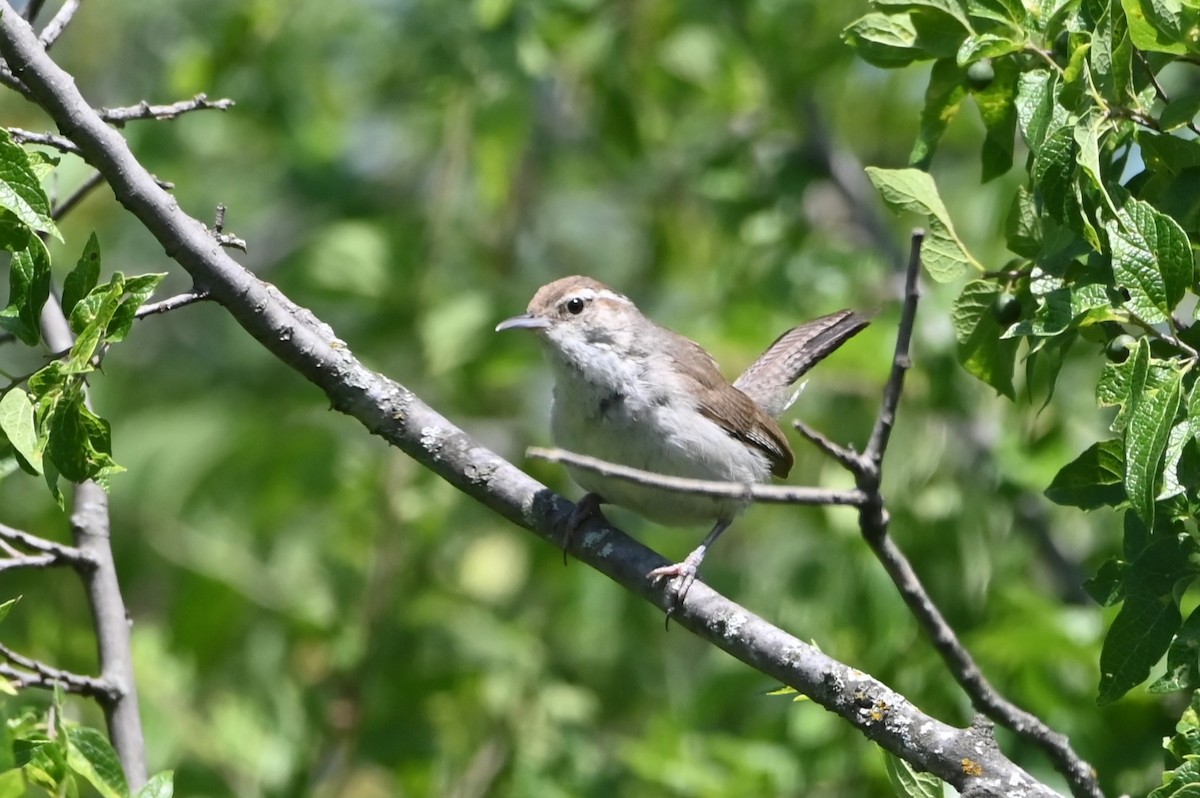 Bewick's Wren - ML620222174