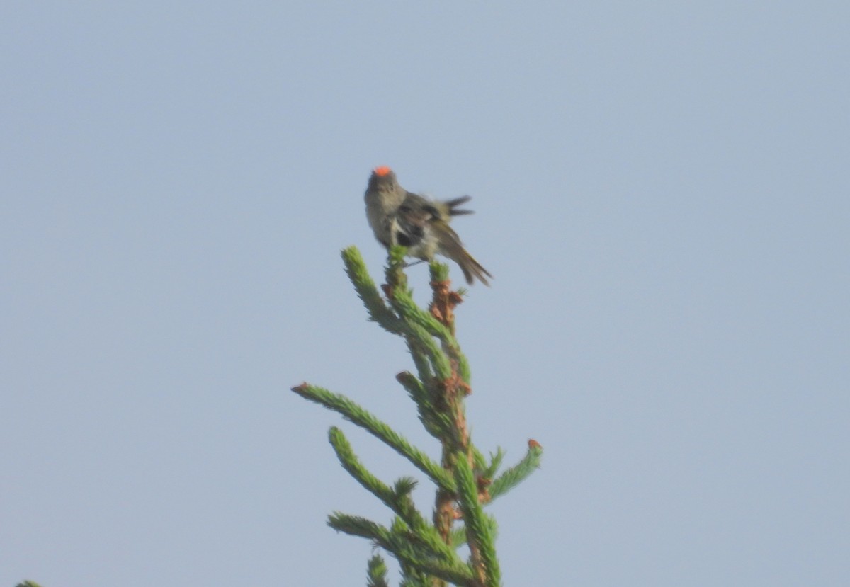 Ruby-crowned Kinglet - ML620222178