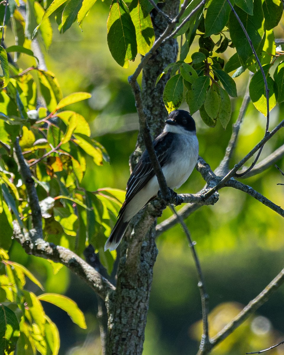 Eastern Kingbird - ML620222179