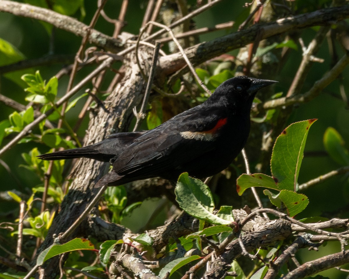 Red-winged Blackbird - ML620222185