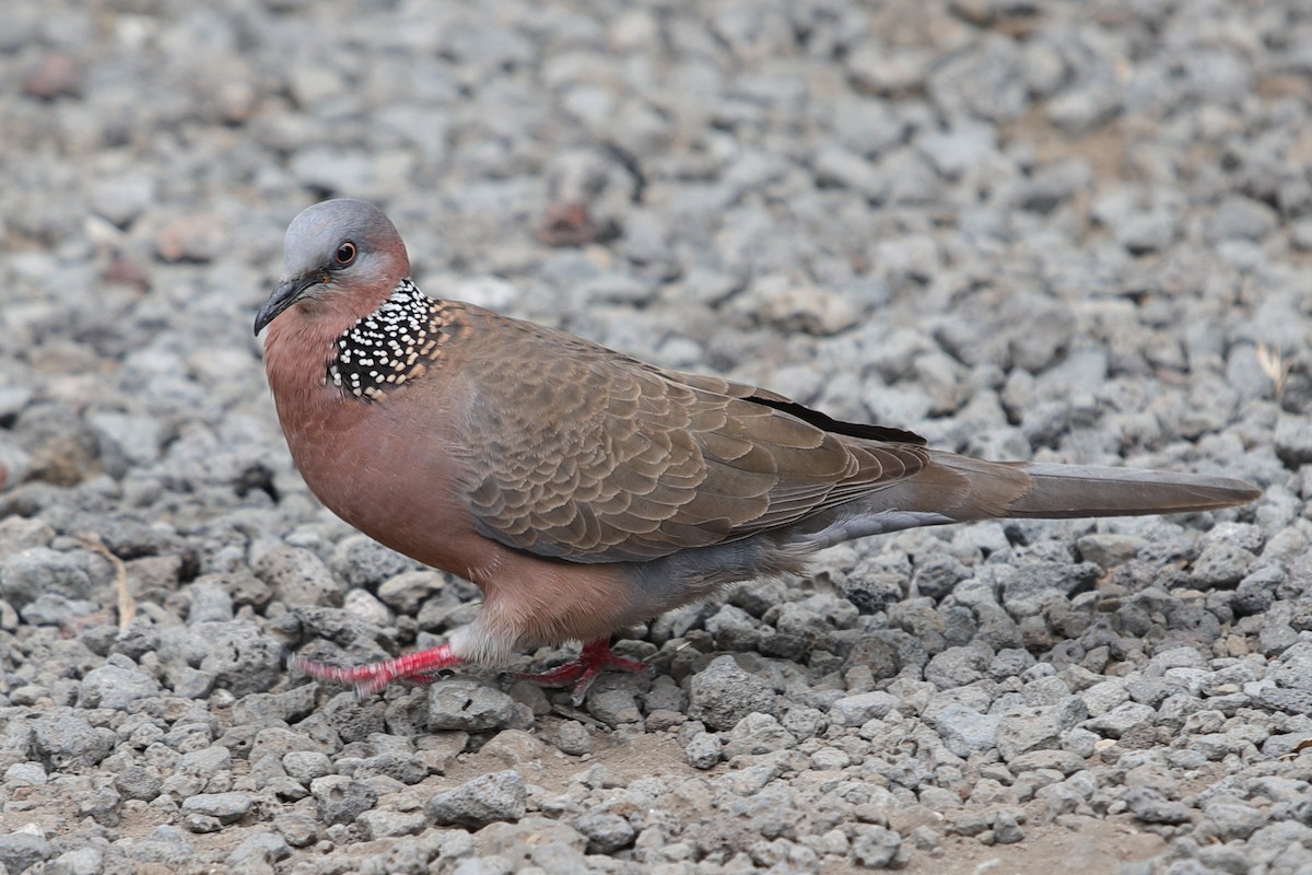 Spotted Dove - ML620222186