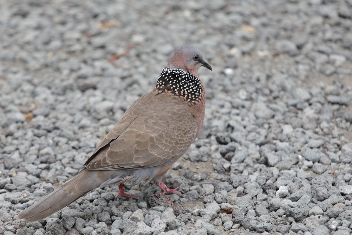 Spotted Dove - ML620222189