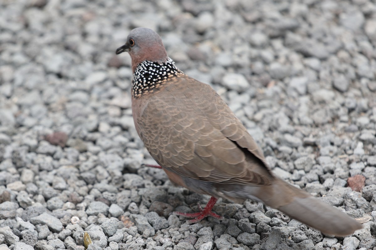 Spotted Dove - ML620222190