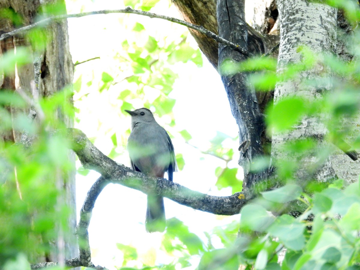 Gray Catbird - ML620222196