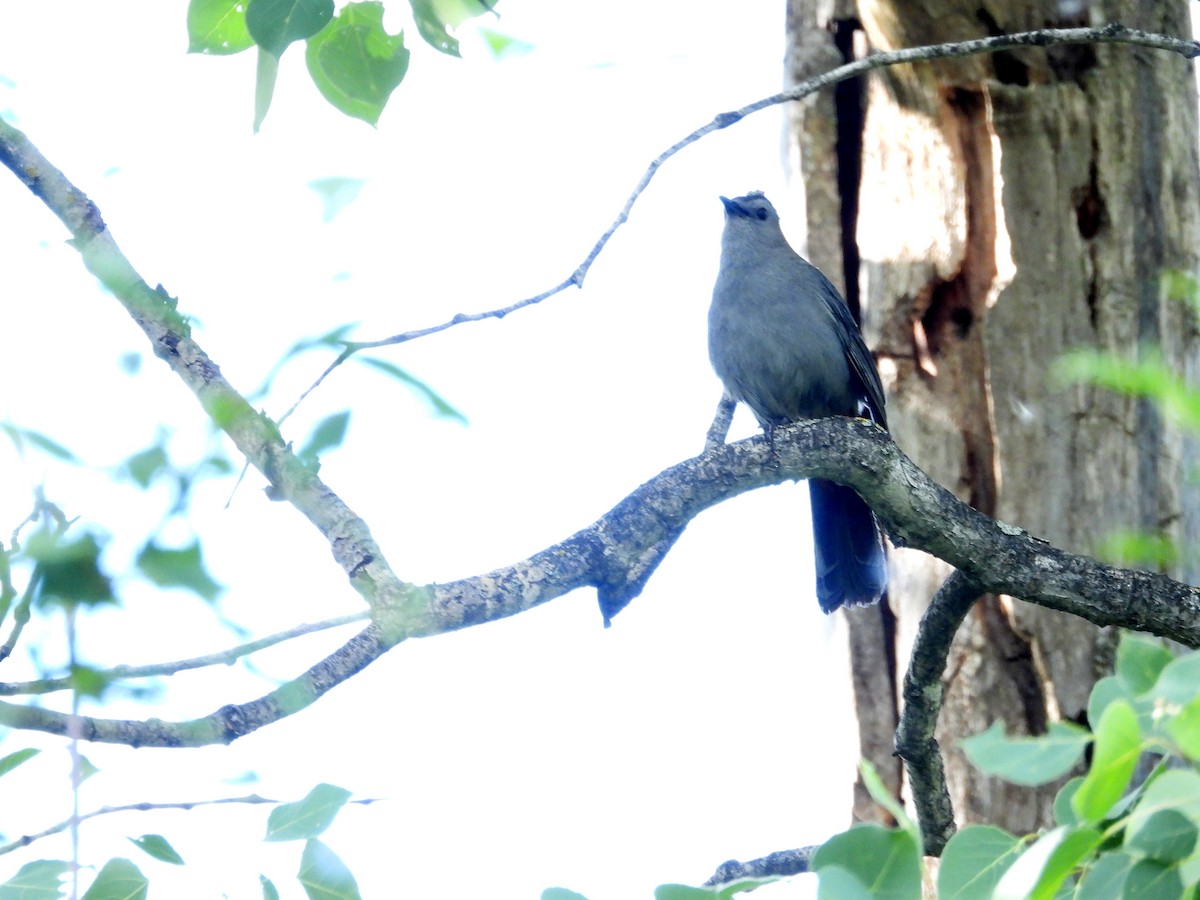 Gray Catbird - ML620222197