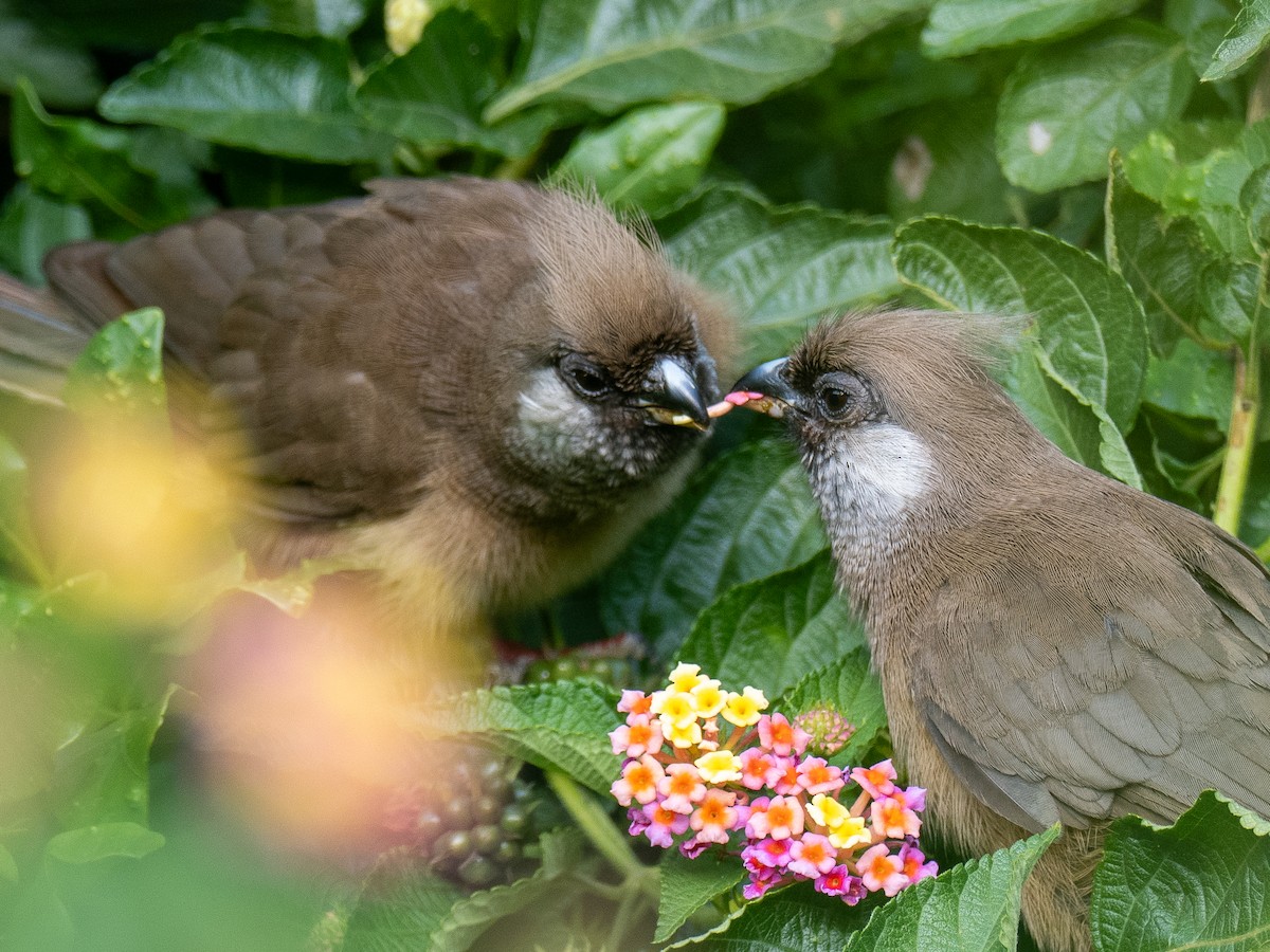 Speckled Mousebird - Anonymous