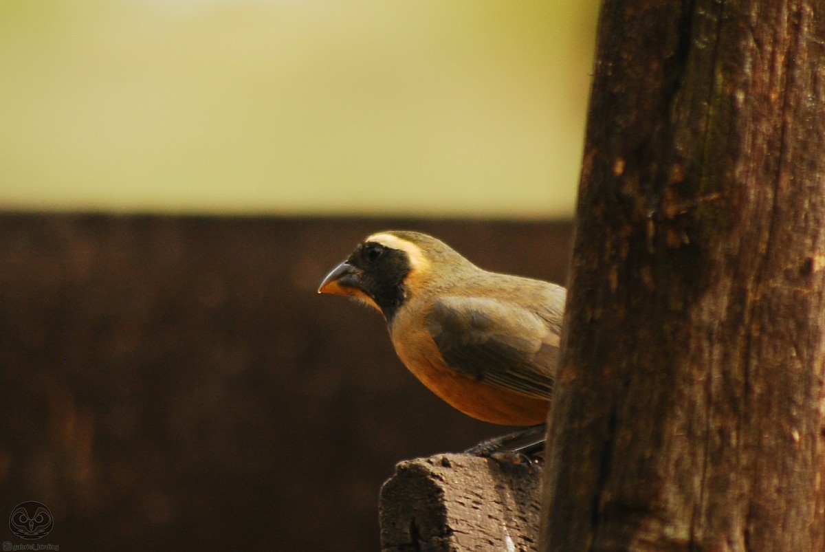 Golden-billed Saltator - ML620222203