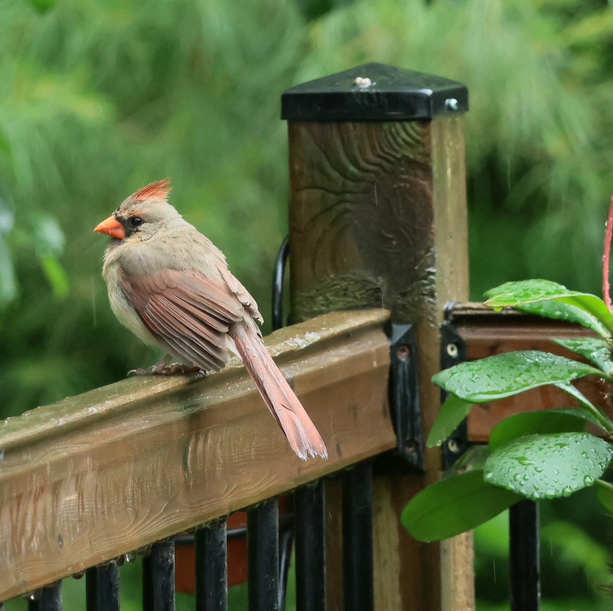 Northern Cardinal - ML620222205