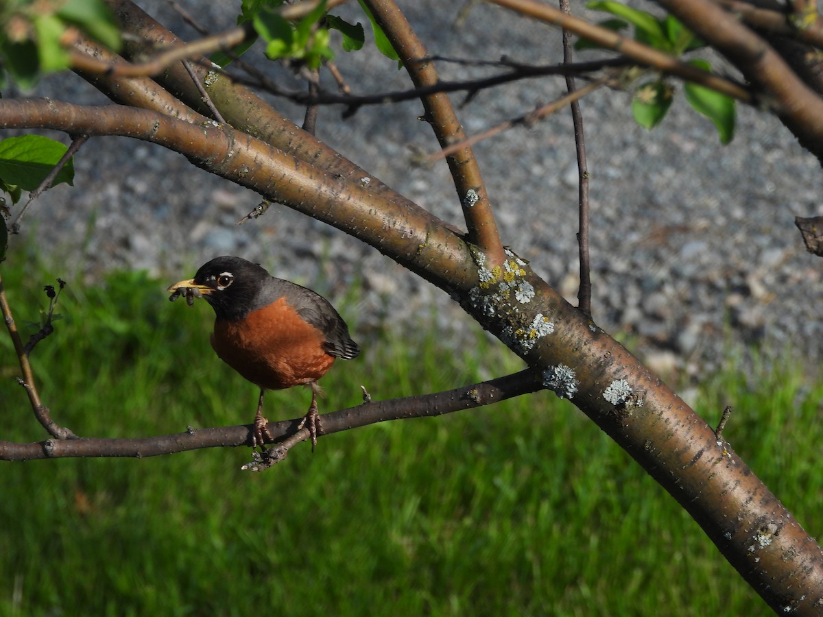 American Robin - ML620222209