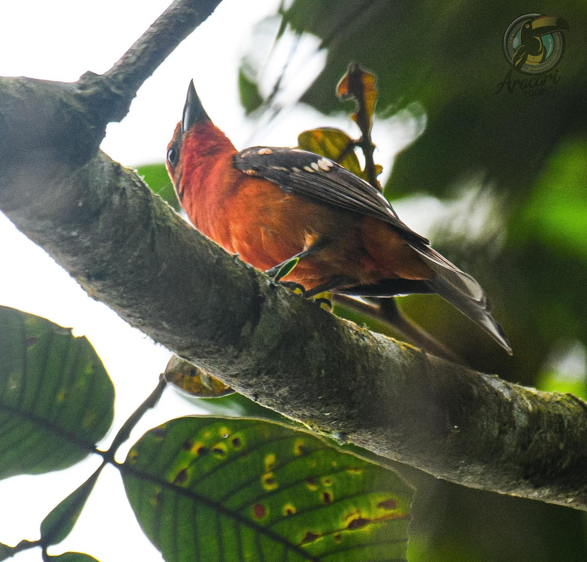 Flame-colored Tanager - ML620222213