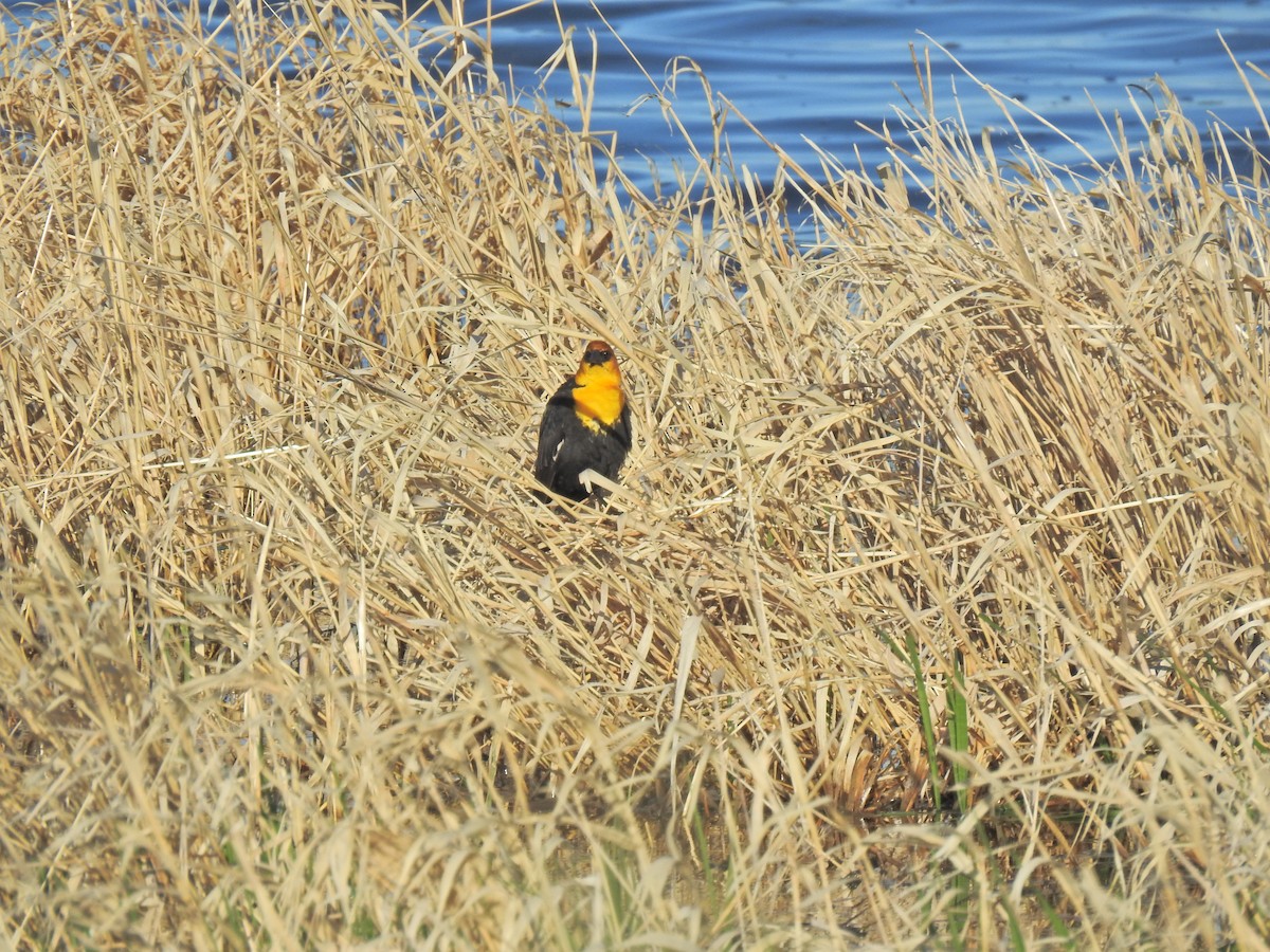 Yellow-headed Blackbird - ML620222214