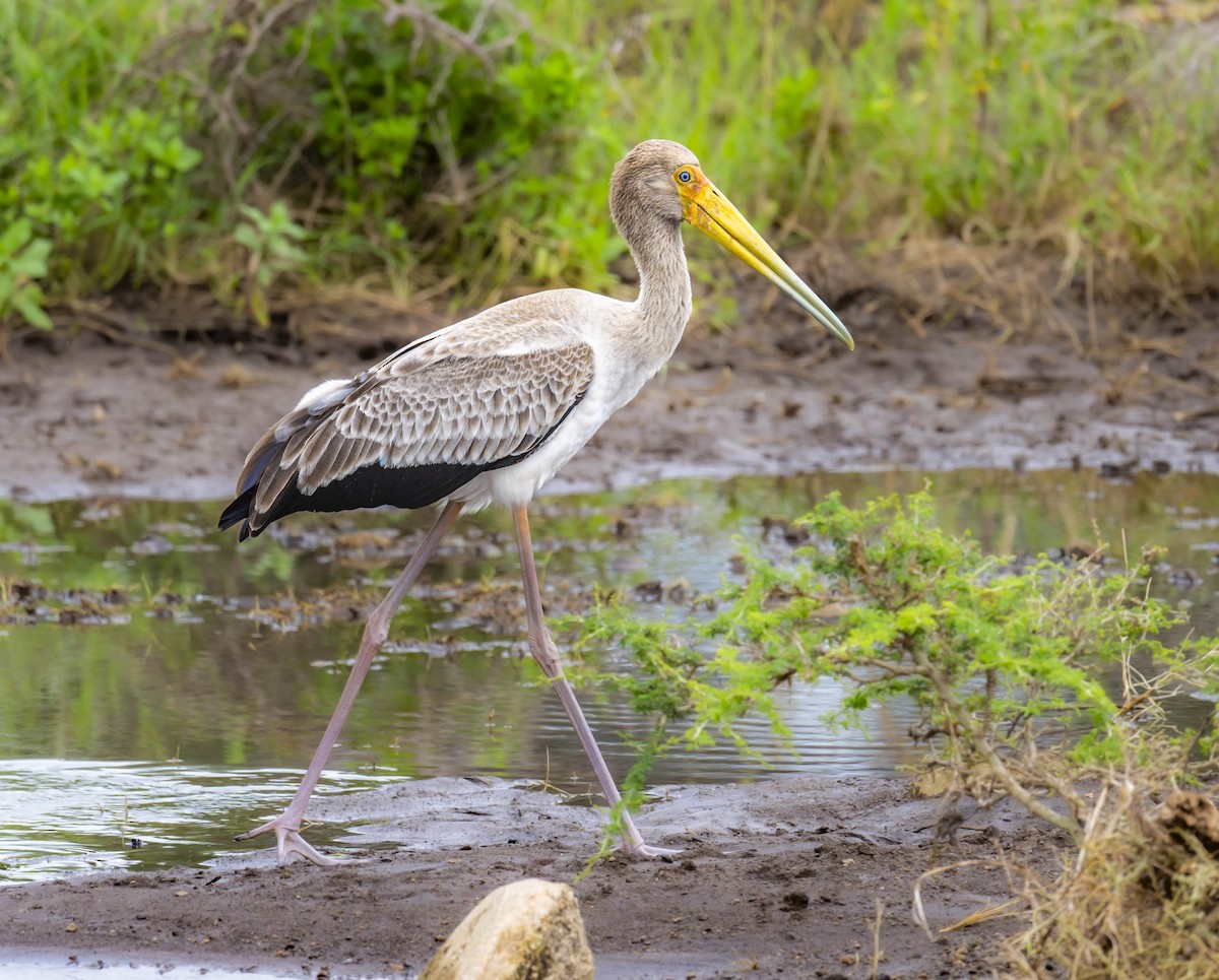 Yellow-billed Stork - ML620222216