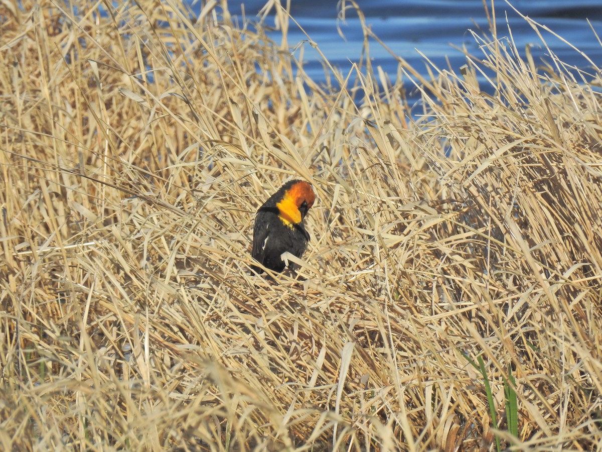 Yellow-headed Blackbird - ML620222217
