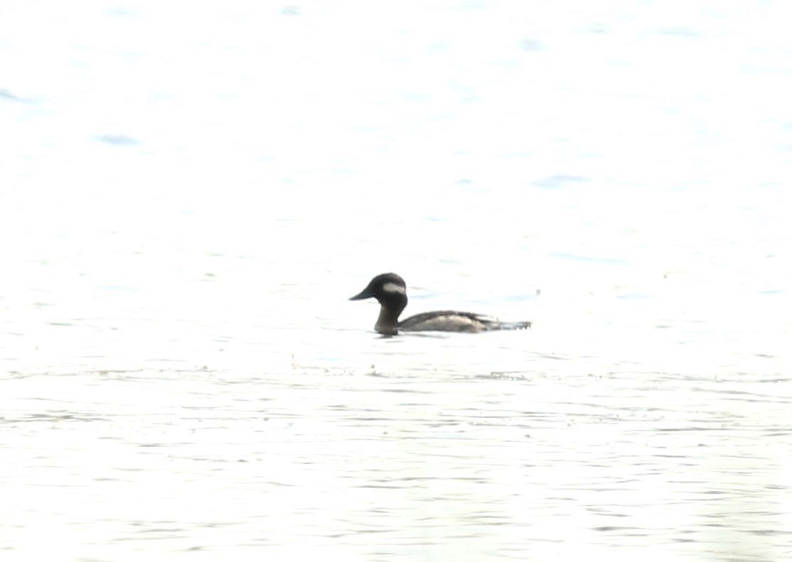 Bufflehead - ML620222233