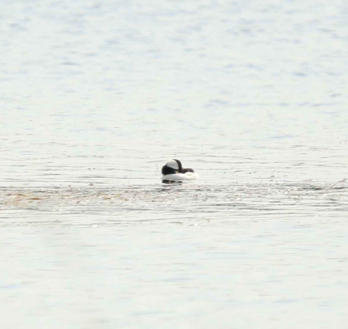 Bufflehead - ML620222235