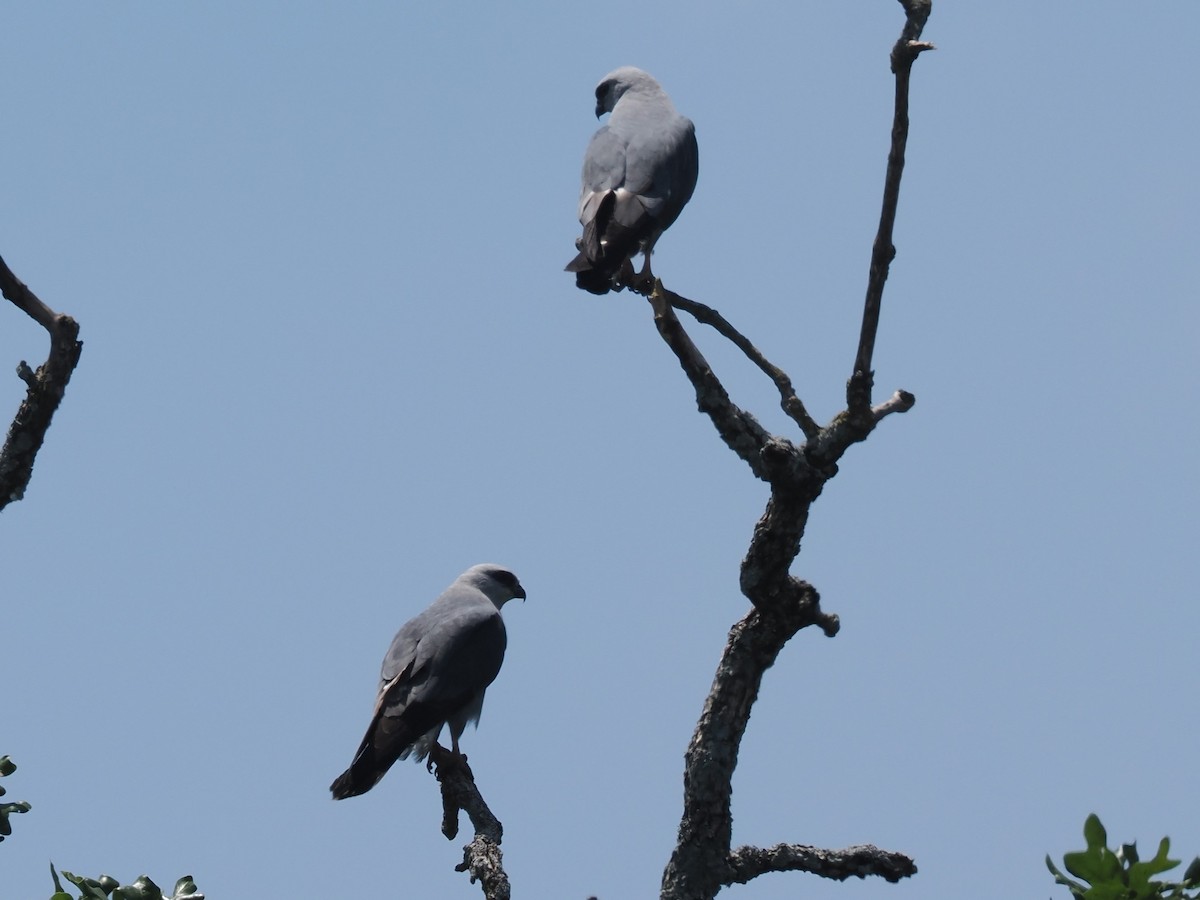 Mississippi Kite - ML620222242