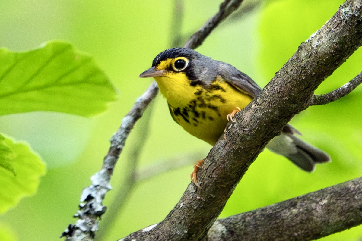 Canada Warbler - ML620222243