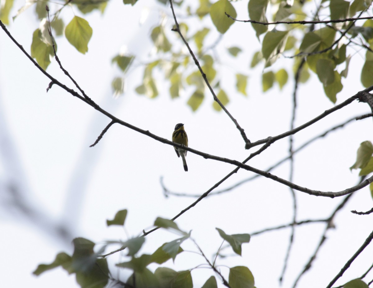 Magnolia Warbler - Michelle & Curtis Manly