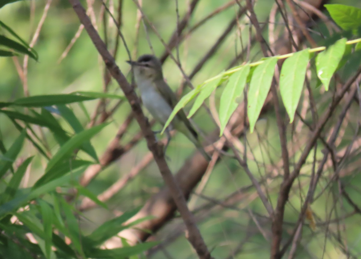 rødøyevireo - ML620222263