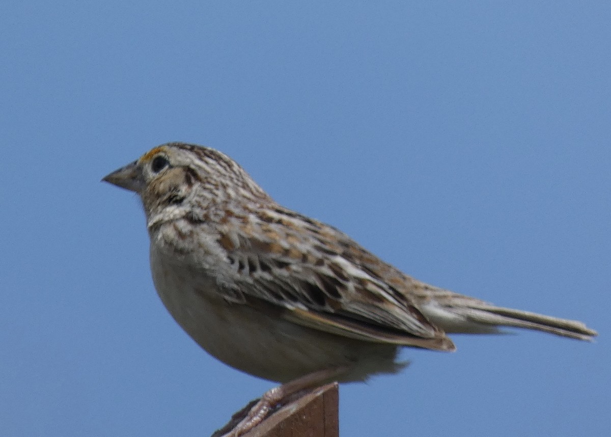 Grasshopper Sparrow - ML620222272