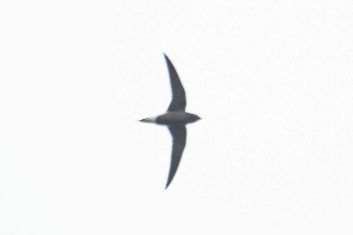 Brown-backed Needletail - ML620222274