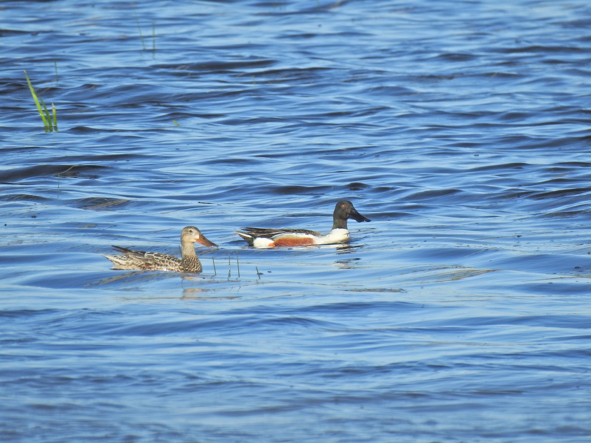 Northern Shoveler - ML620222276