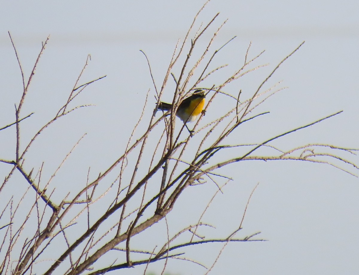 Yellow-breasted Chat - ML620222277