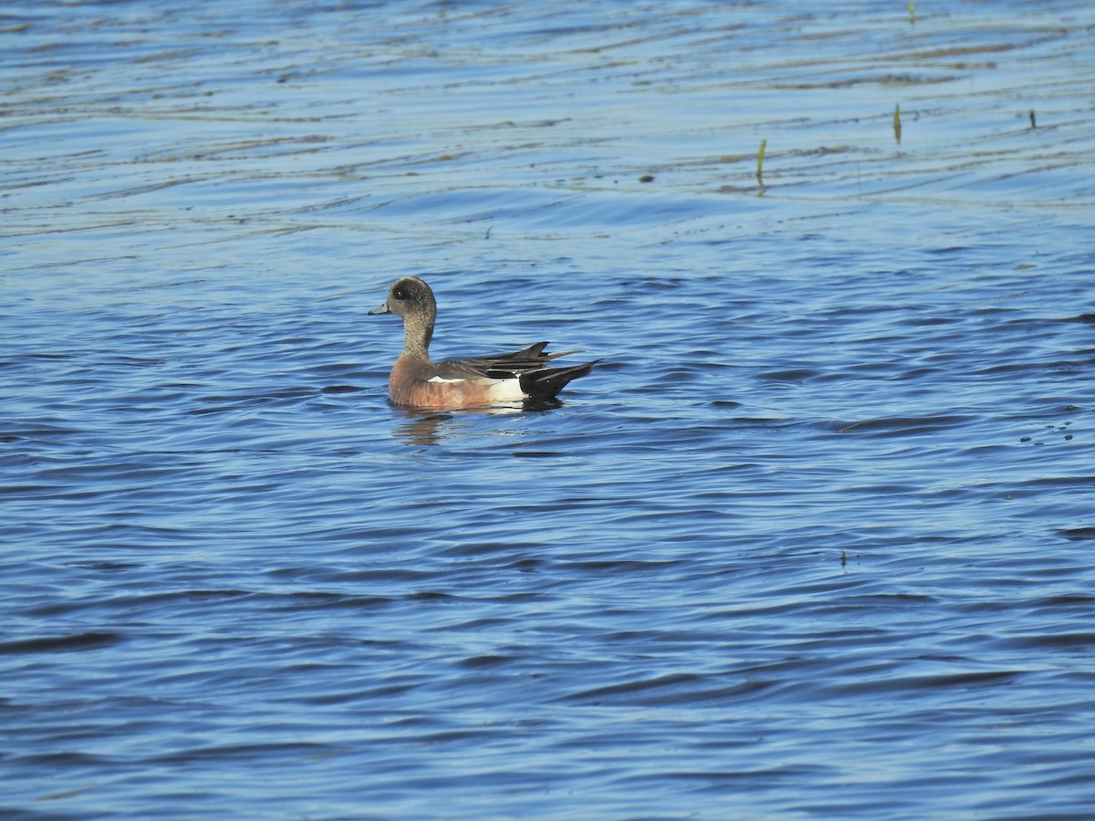 American Wigeon - ML620222315