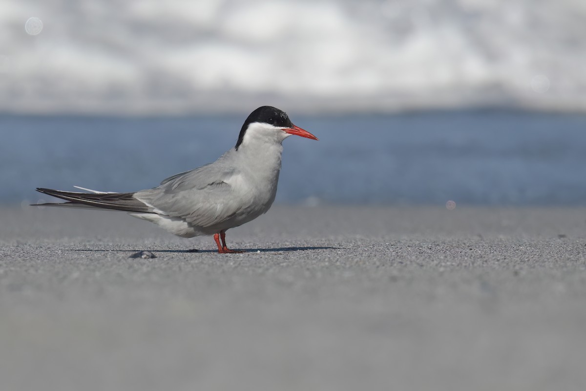 Antarctic Tern - ML620222317
