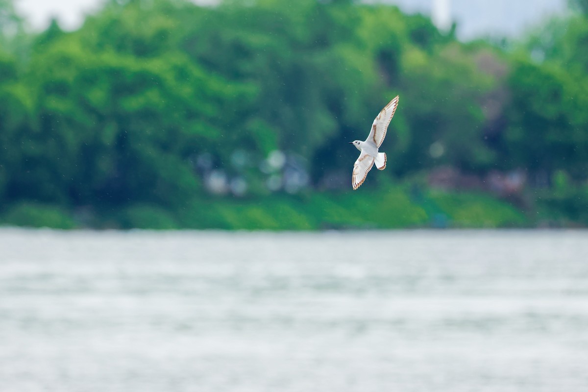 Mouette de Bonaparte - ML620222319